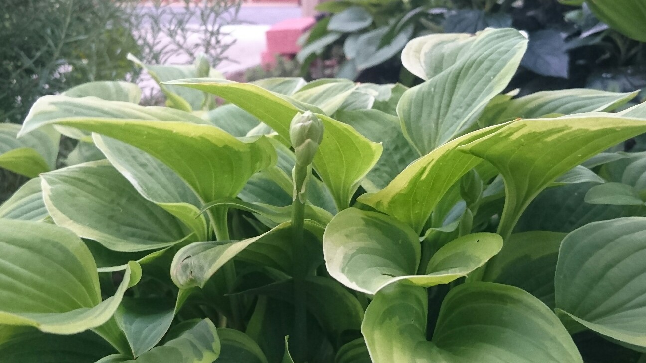 f:id:y-garden:20160618184559j:image