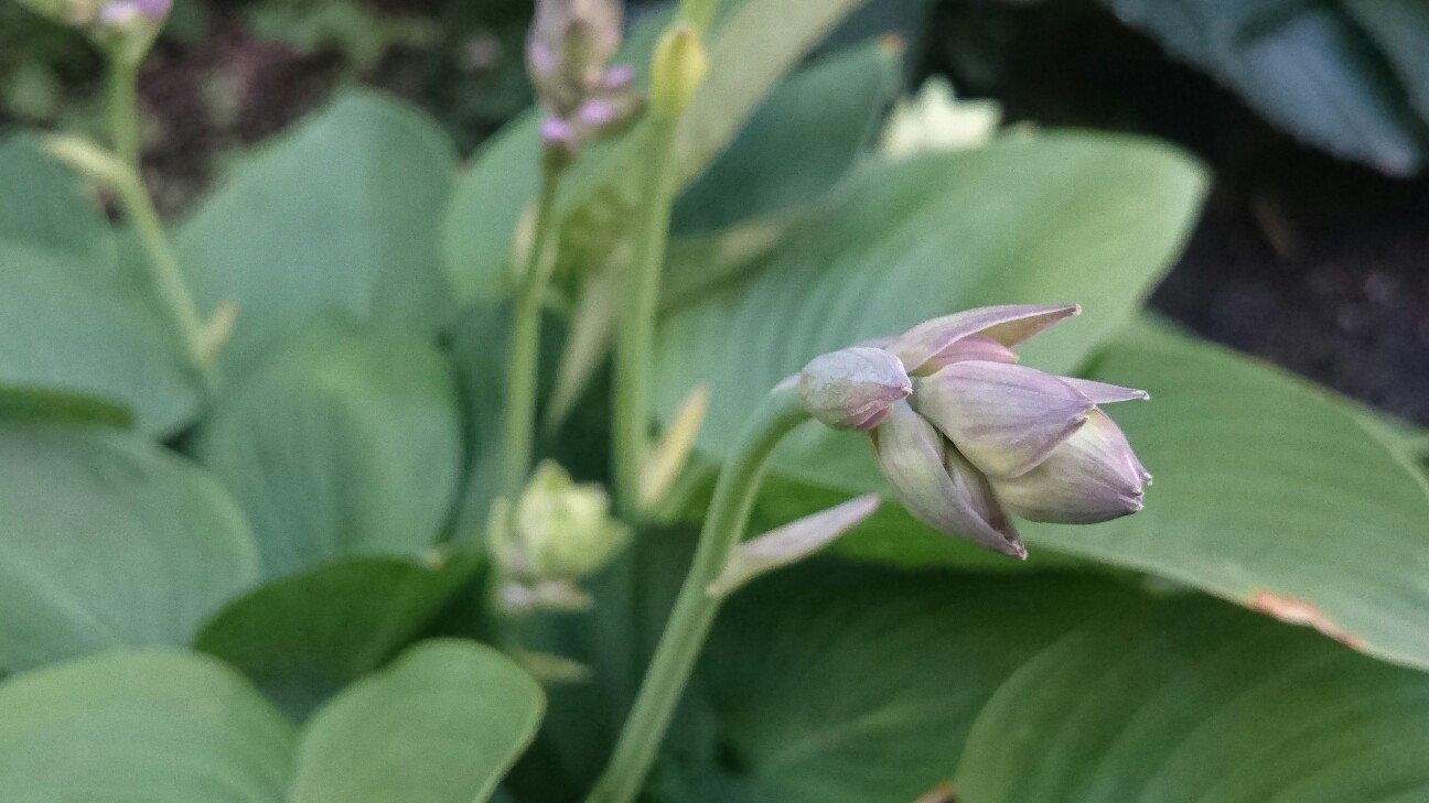 f:id:y-garden:20160618184649j:image