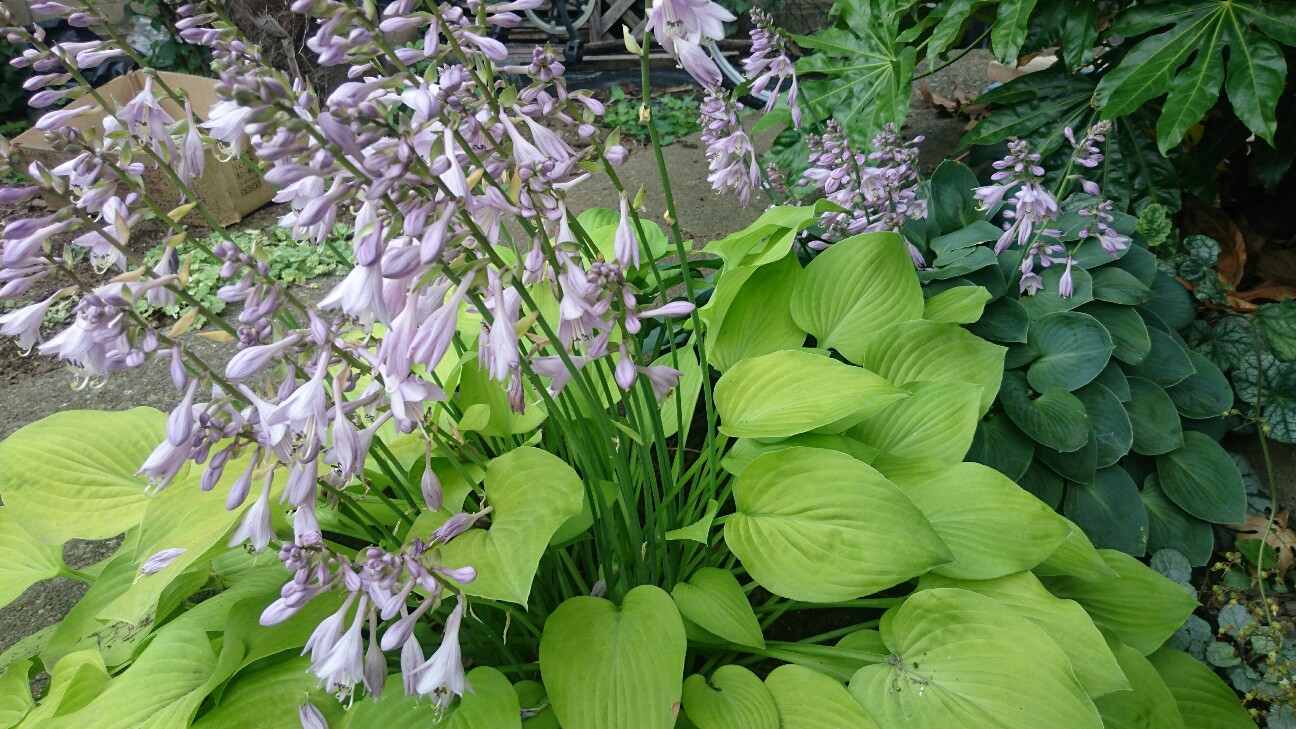 f:id:y-garden:20160619081448j:image