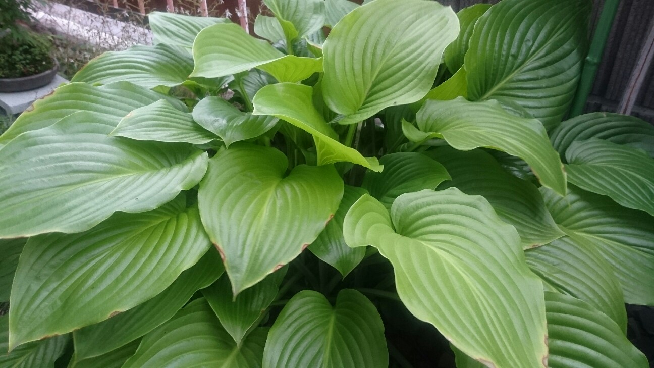 f:id:y-garden:20160619221538j:image