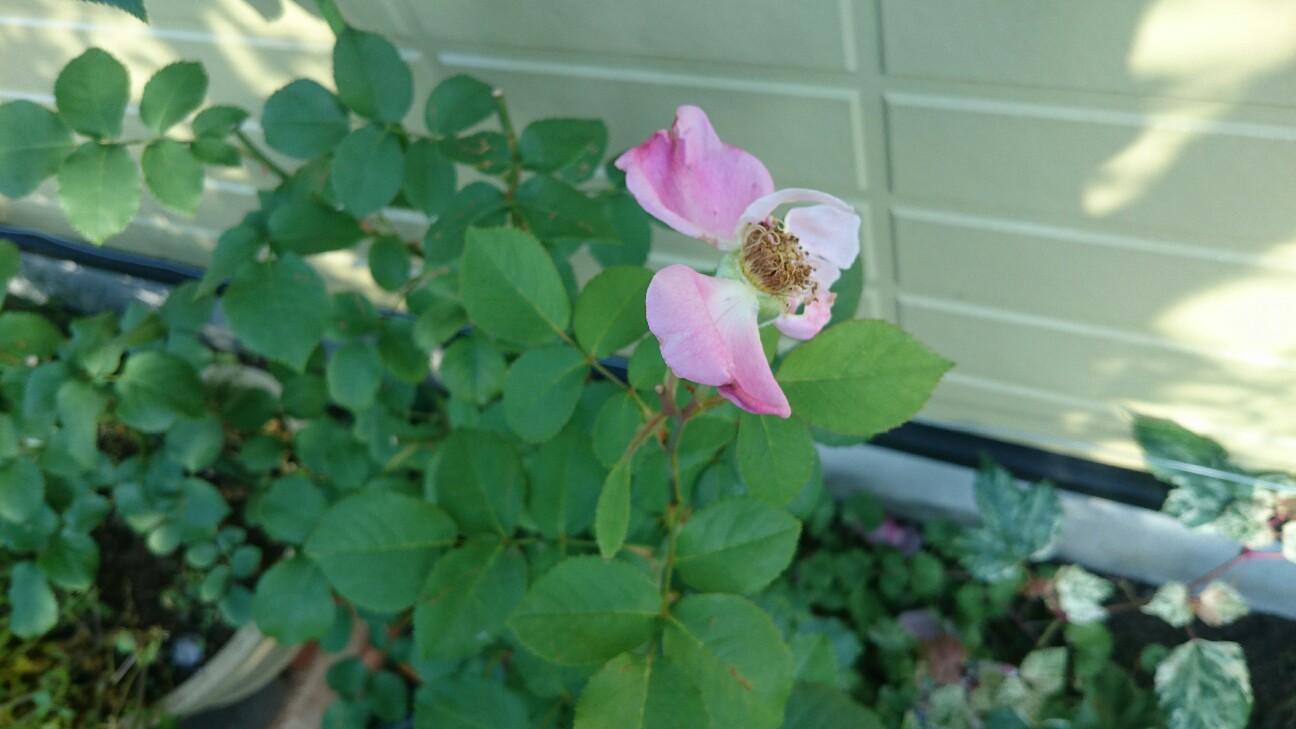 f:id:y-garden:20160620220434j:image f:id:y-garden:20160620220434j:image