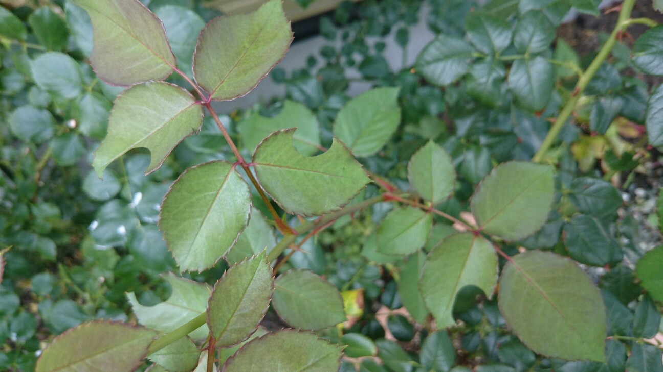 f:id:y-garden:20160623195129j:image f:id:y-garden:20160623195129j:image