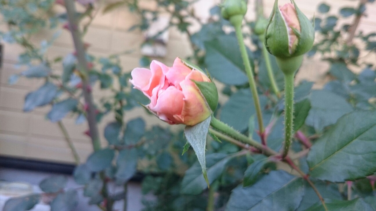 f:id:y-garden:20160623213612j:image f:id:y-garden:20160623213612j:image