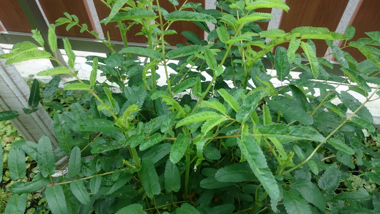 f:id:y-garden:20160624081707j:image f:id:y-garden:20160624081707j:image