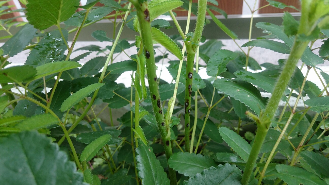 f:id:y-garden:20160624081927j:image f:id:y-garden:20160624081927j:image