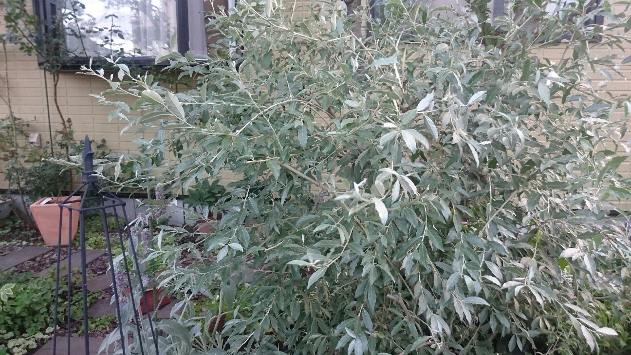 f:id:y-garden:20160624190751j:image f:id:y-garden:20160624190751j:image