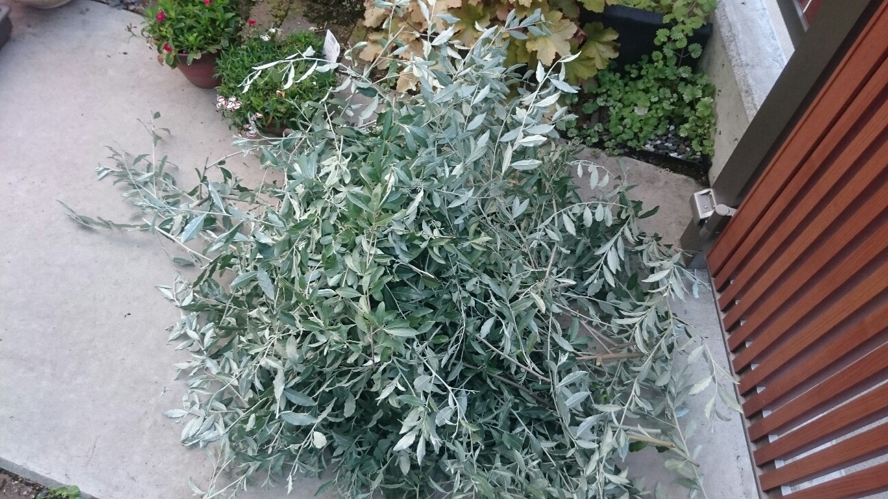 f:id:y-garden:20160624191121j:image f:id:y-garden:20160624191121j:image