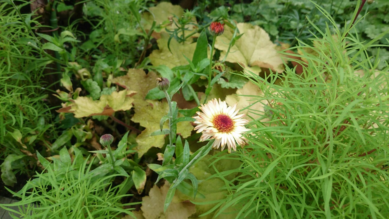 f:id:y-garden:20160625234939j:image f:id:y-garden:20160625234939j:image