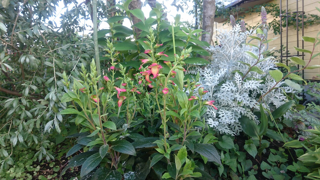 f:id:y-garden:20160625235511j:image f:id:y-garden:20160625235511j:image