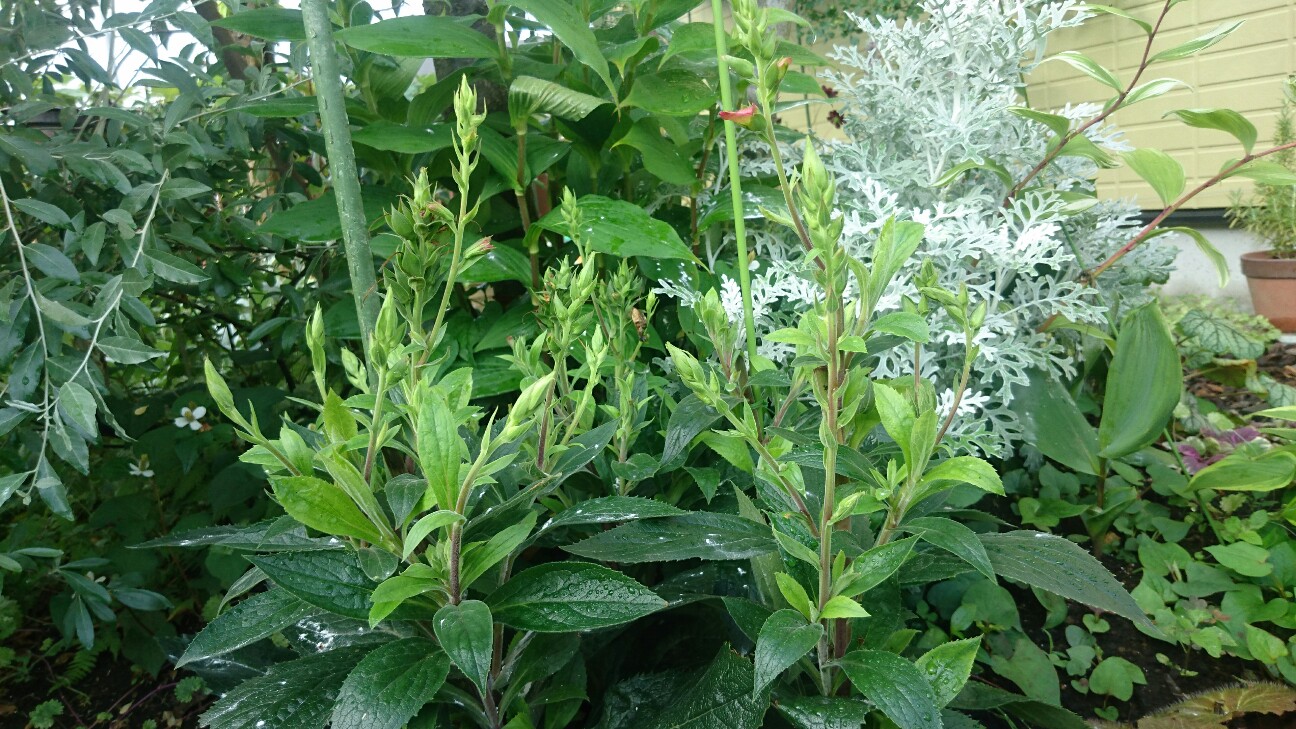 f:id:y-garden:20160626000531j:image f:id:y-garden:20160626000531j:image