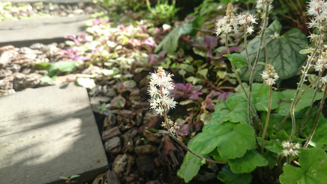 f:id:y-garden:20160626083036j:image f:id:y-garden:20160626083036j:image