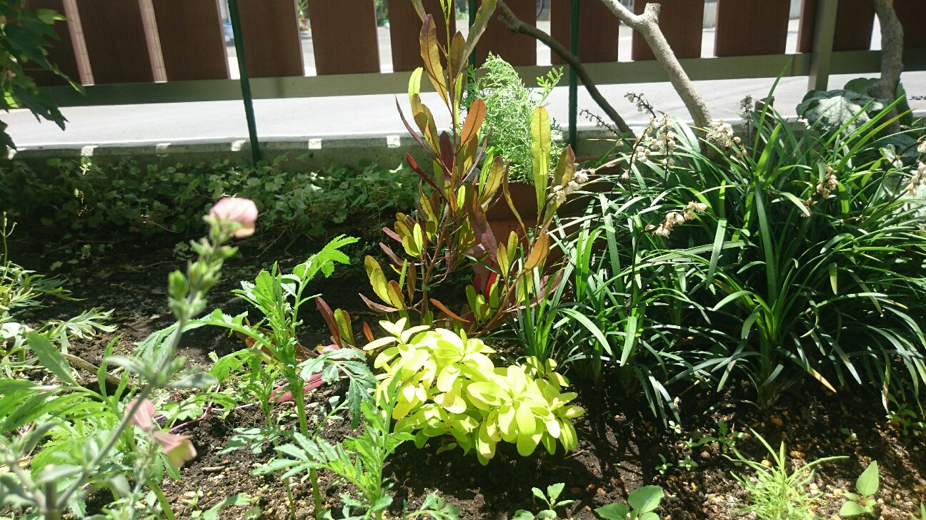 f:id:y-garden:20160626134425j:image f:id:y-garden:20160626134425j:image