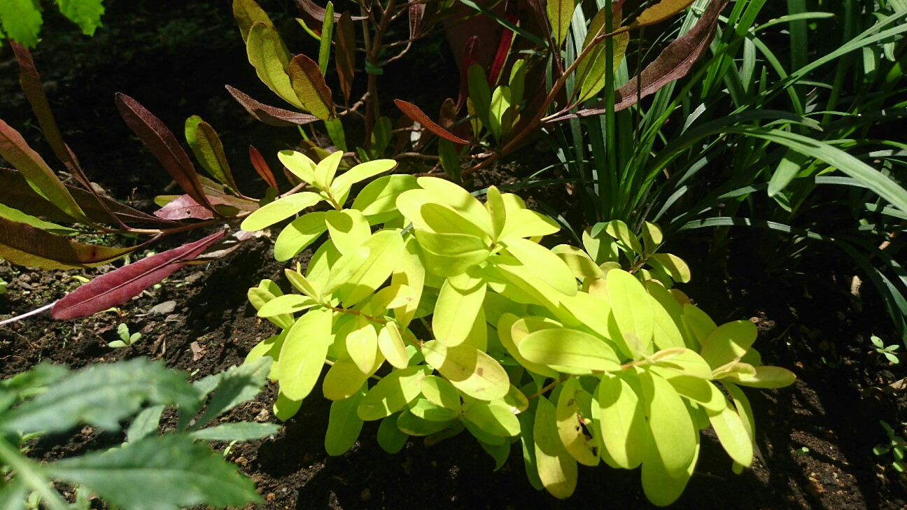 f:id:y-garden:20160626134444j:image f:id:y-garden:20160626134444j:image