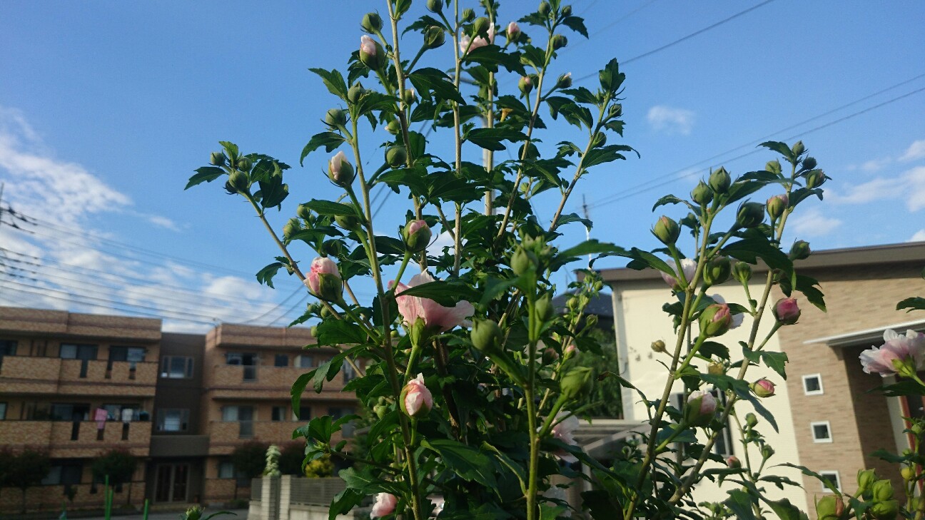 f:id:y-garden:20160626174556j:image f:id:y-garden:20160626174556j:image