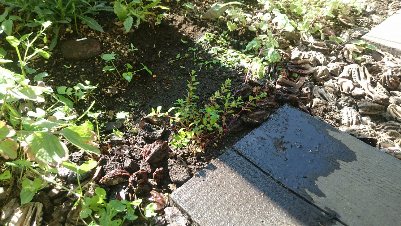f:id:y-garden:20160627081513j:image f:id:y-garden:20160627081513j:image