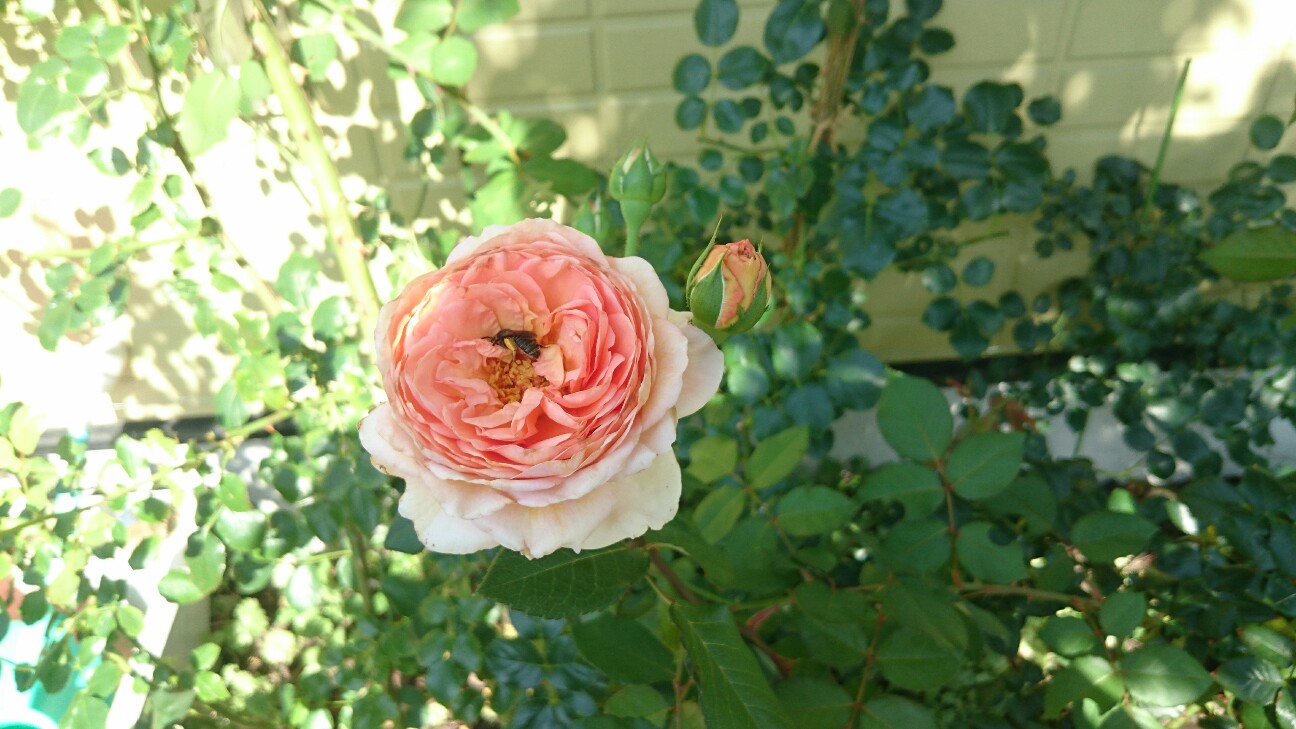 f:id:y-garden:20160627205721j:image f:id:y-garden:20160627205721j:image