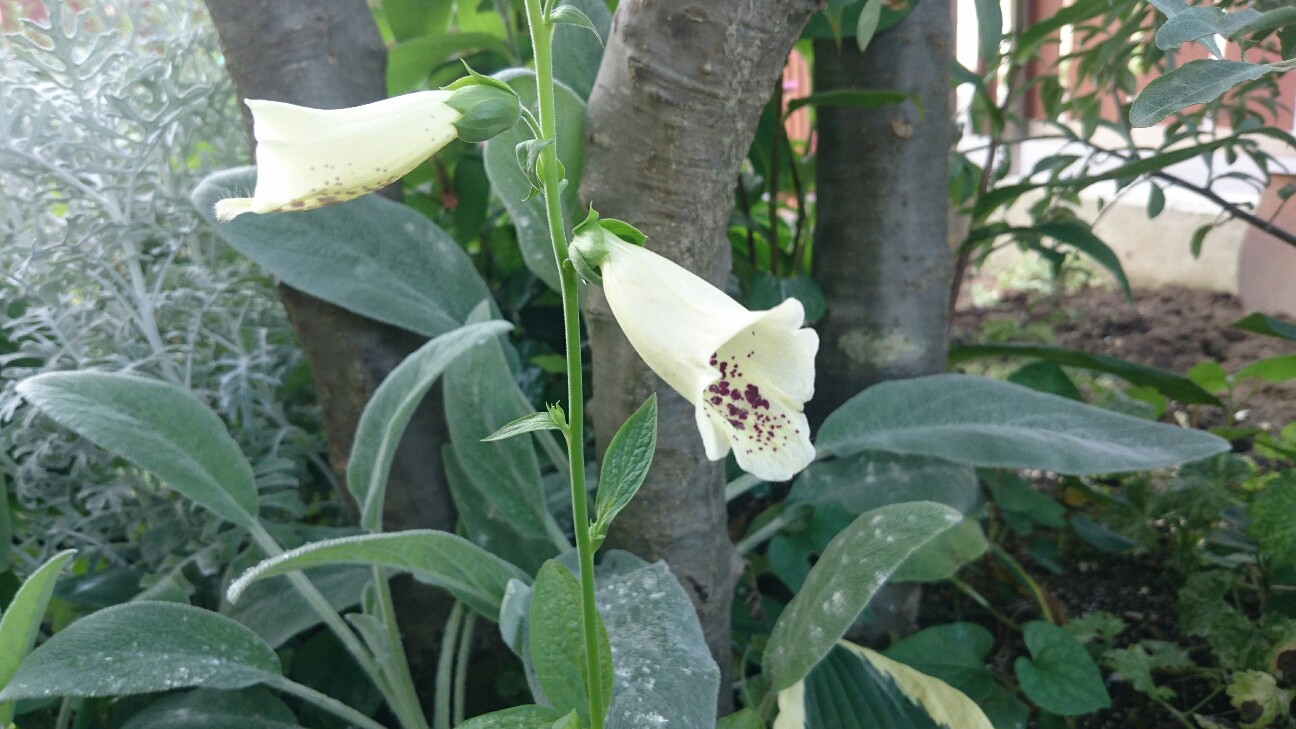 f:id:y-garden:20160701213133j:image f:id:y-garden:20160701213133j:image