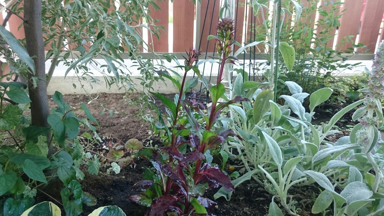 f:id:y-garden:20160701213353j:image f:id:y-garden:20160701213353j:image