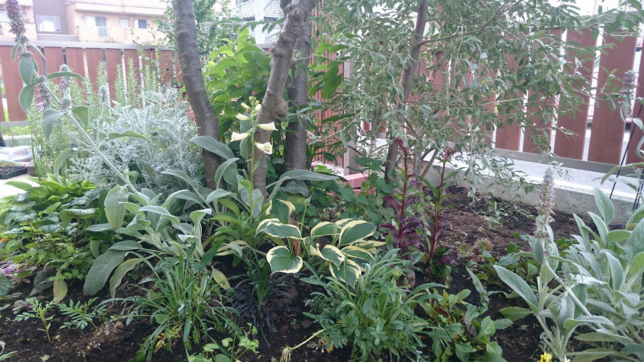 f:id:y-garden:20160702060623j:image f:id:y-garden:20160702060623j:image
