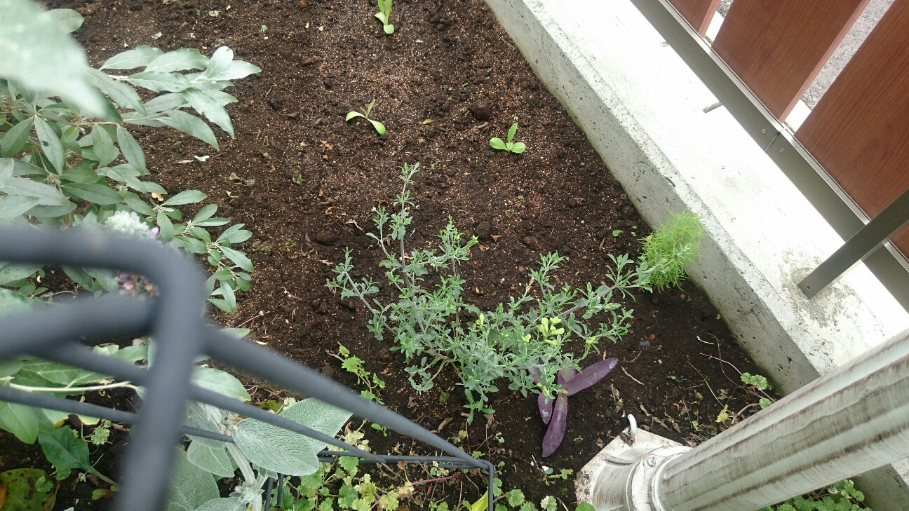 f:id:y-garden:20160703080839j:image f:id:y-garden:20160703080839j:image