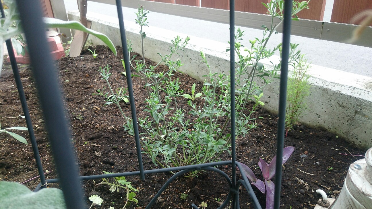 f:id:y-garden:20160703080909j:image f:id:y-garden:20160703080909j:image