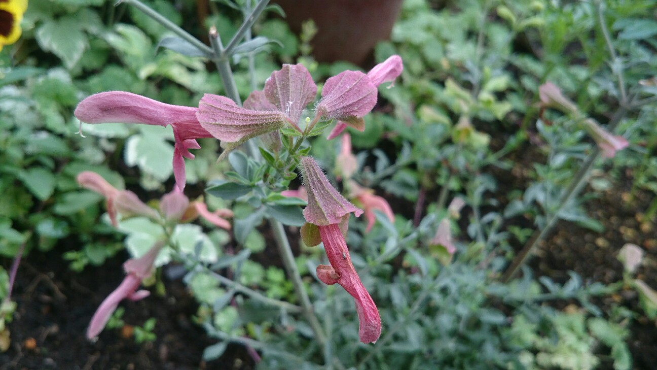 f:id:y-garden:20160703081440j:image f:id:y-garden:20160703081440j:image