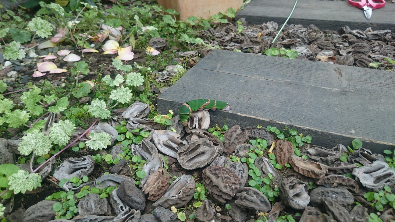 f:id:y-garden:20160703215252j:image f:id:y-garden:20160703215252j:image