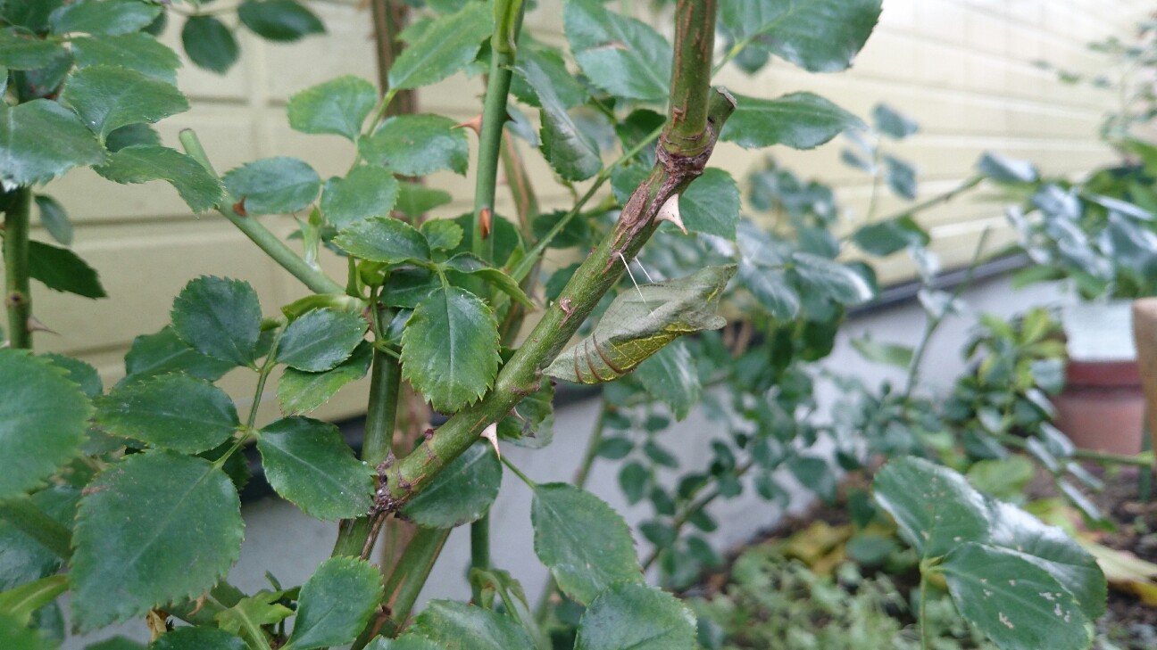 f:id:y-garden:20160703232316j:image f:id:y-garden:20160703232316j:image