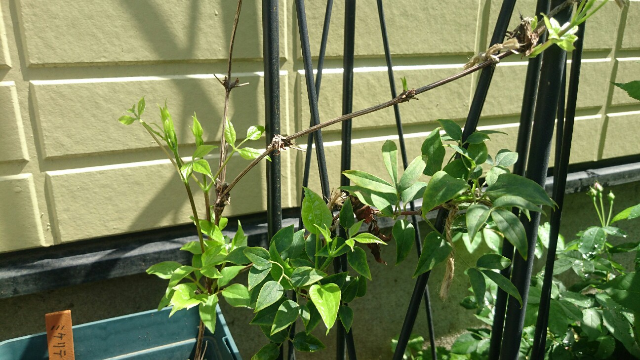 f:id:y-garden:20160704100811j:image f:id:y-garden:20160704100811j:image