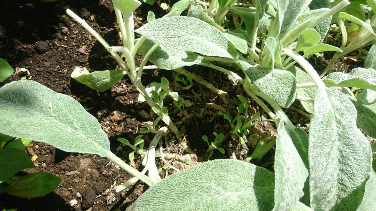 f:id:y-garden:20160704100825j:image f:id:y-garden:20160704100825j:image