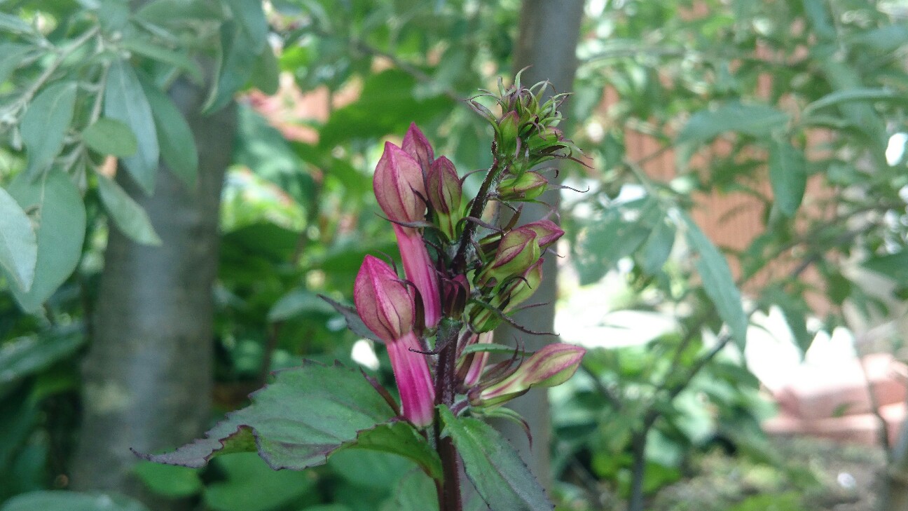 f:id:y-garden:20160704113349j:image f:id:y-garden:20160704113349j:image