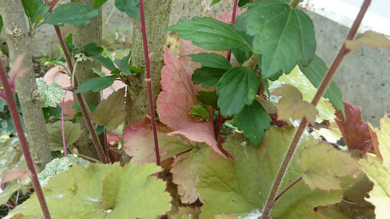 f:id:y-garden:20160704113609j:image f:id:y-garden:20160704113609j:image