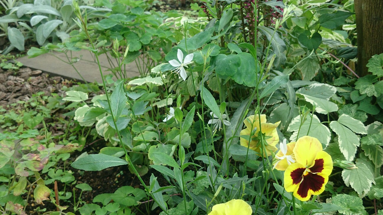 f:id:y-garden:20160704113843j:image f:id:y-garden:20160704113843j:image