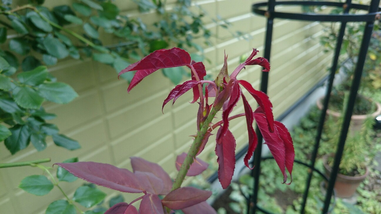 f:id:y-garden:20160704115145j:image f:id:y-garden:20160704115145j:image