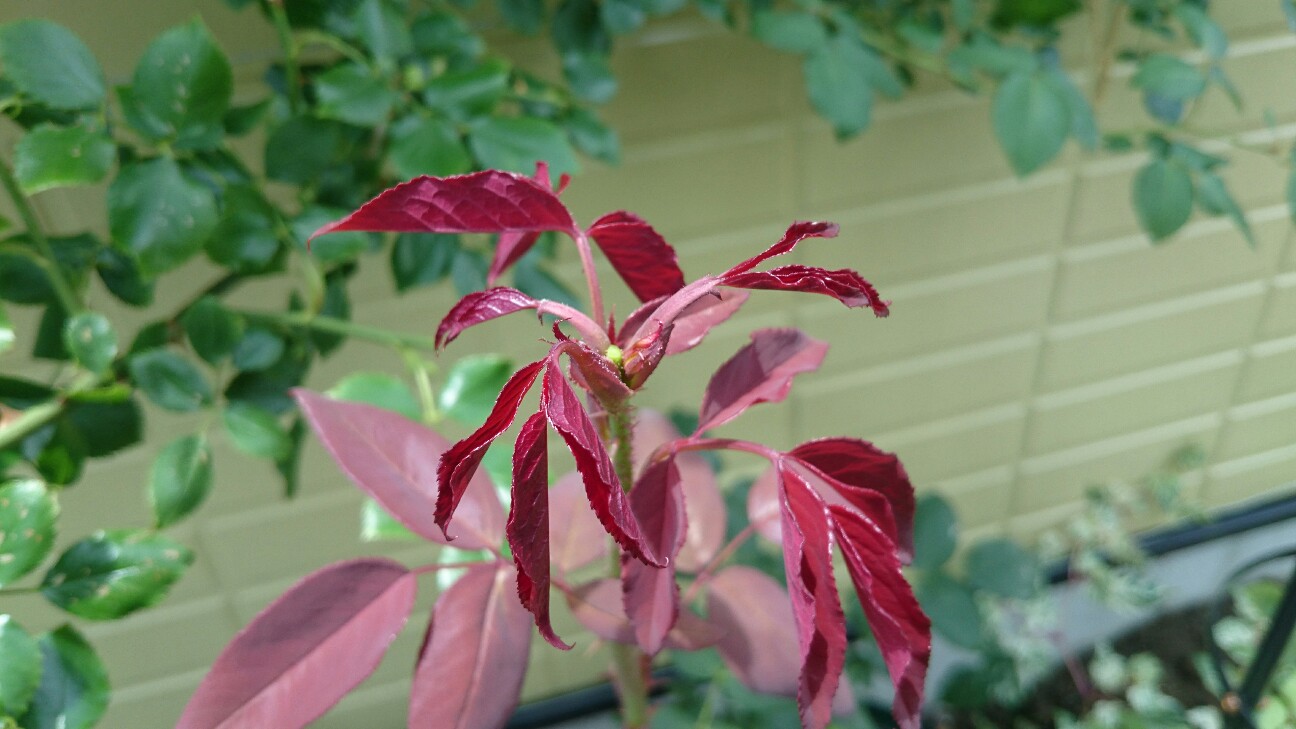 f:id:y-garden:20160704115427j:image f:id:y-garden:20160704115427j:image