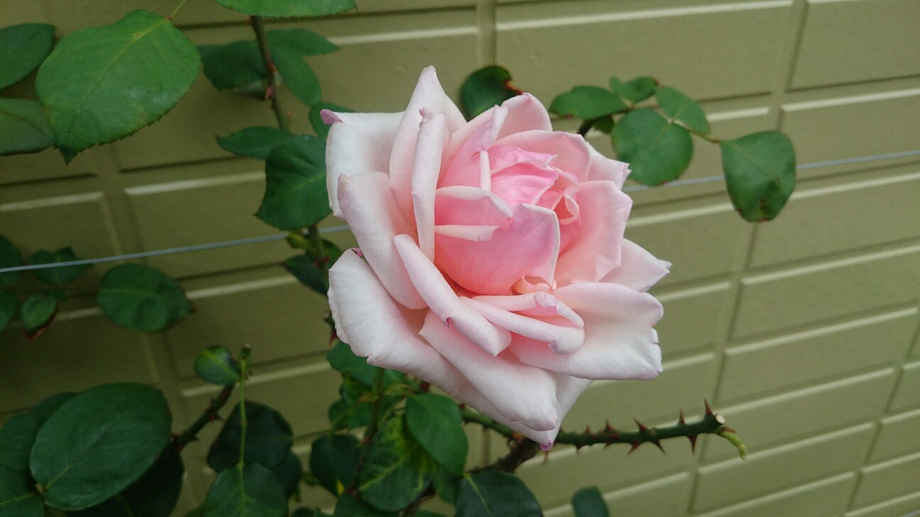 f:id:y-garden:20160704134046j:image f:id:y-garden:20160704134046j:image