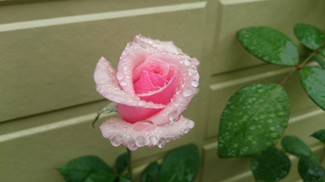 f:id:y-garden:20160705083030j:image f:id:y-garden:20160705083030j:image