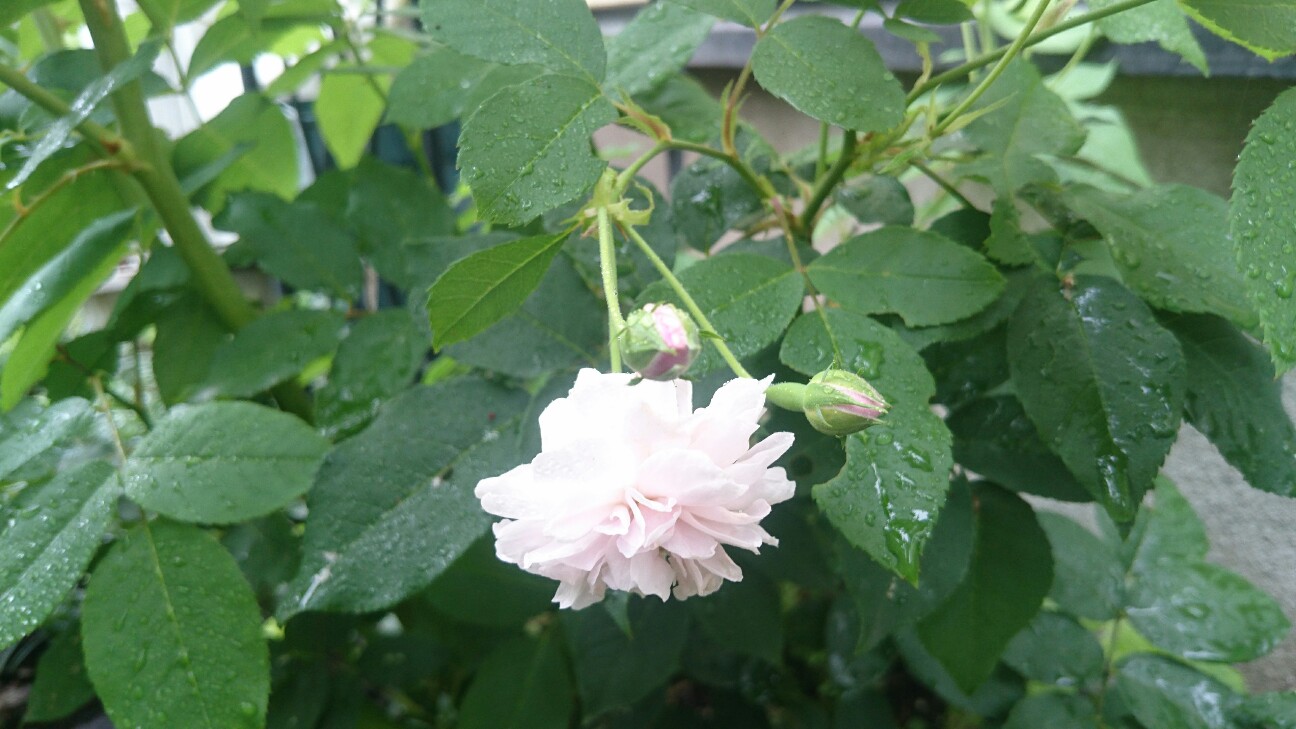 f:id:y-garden:20160705084126j:image f:id:y-garden:20160705084126j:image