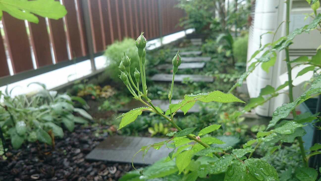 f:id:y-garden:20160705084147j:image f:id:y-garden:20160705084147j:image