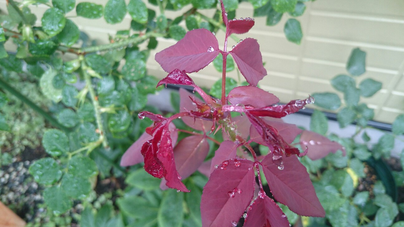 f:id:y-garden:20160705093031j:image f:id:y-garden:20160705093031j:image