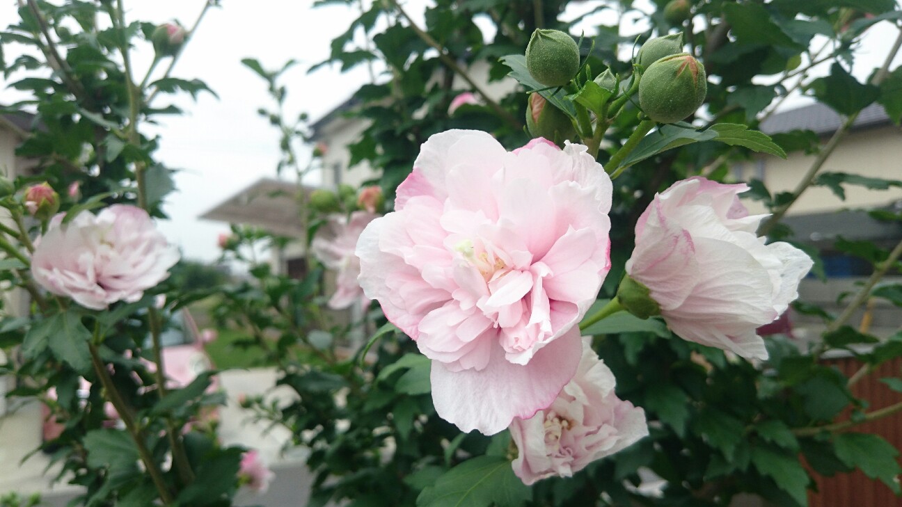 f:id:y-garden:20160706141146j:image f:id:y-garden:20160706141146j:image