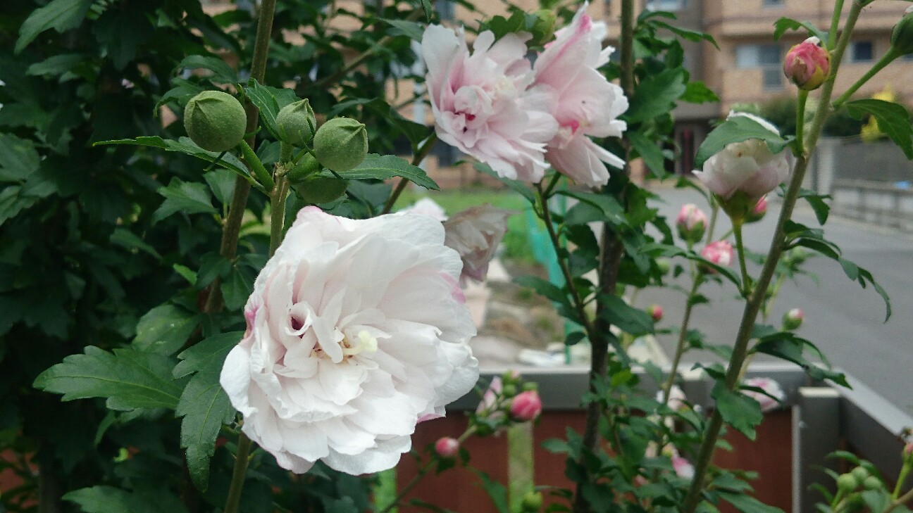 f:id:y-garden:20160706142228j:image f:id:y-garden:20160706142228j:image