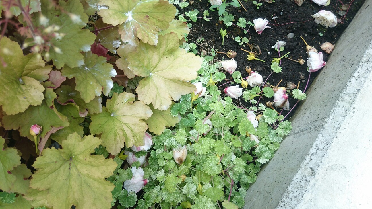f:id:y-garden:20160706143035j:image f:id:y-garden:20160706143035j:image
