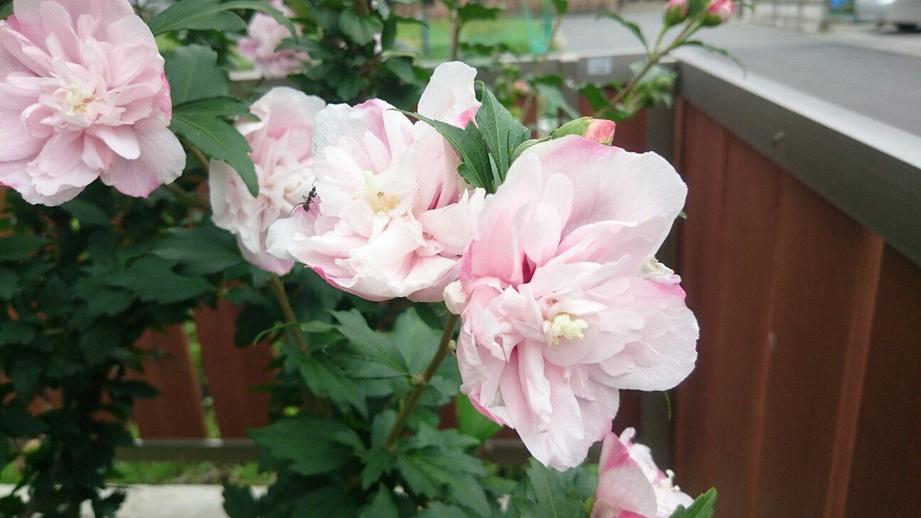 f:id:y-garden:20160706151051j:image f:id:y-garden:20160706151051j:image