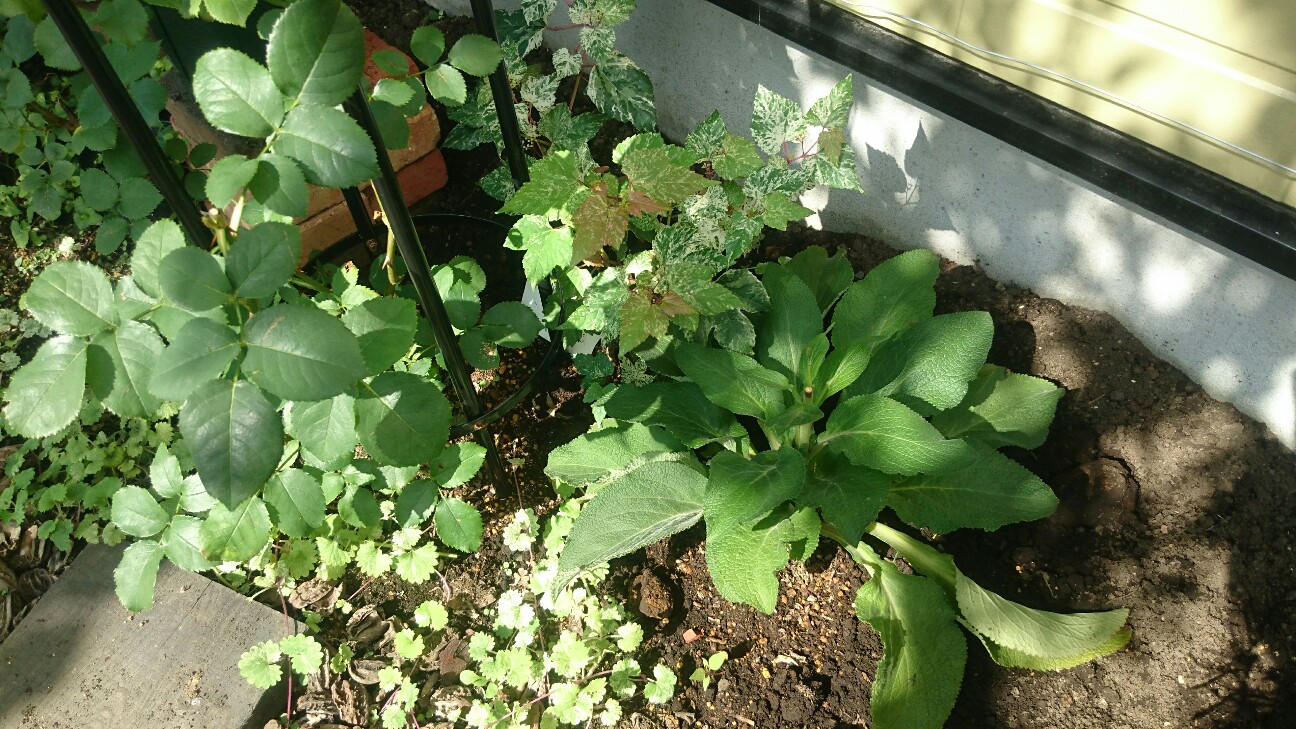 f:id:y-garden:20160707103657j:image f:id:y-garden:20160707103657j:image
