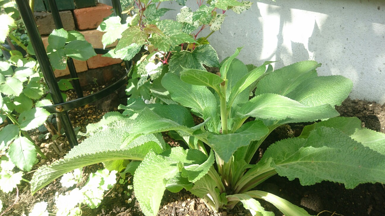 f:id:y-garden:20160707105327j:image f:id:y-garden:20160707105327j:image