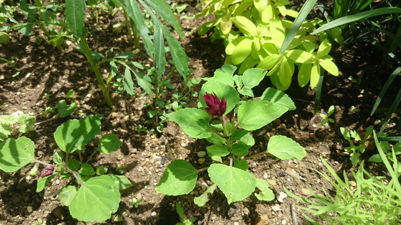 f:id:y-garden:20160707113114j:image f:id:y-garden:20160707113114j:image