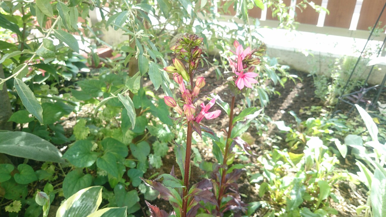f:id:y-garden:20160708095035j:image f:id:y-garden:20160708095035j:image