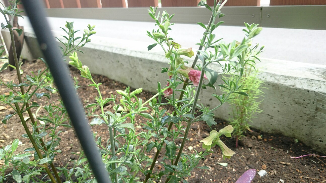 f:id:y-garden:20160709180940j:image f:id:y-garden:20160709180940j:image
