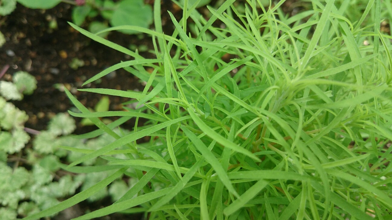 f:id:y-garden:20160713204903j:image f:id:y-garden:20160713204903j:image